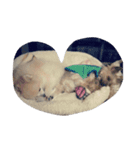 愛犬ヨーイ＆ドンU^ェ^U（個別スタンプ：1）