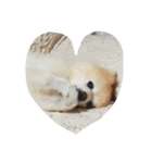 愛犬ヨーイ＆ドンU^ェ^U（個別スタンプ：2）