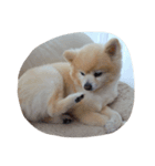 愛犬ヨーイ＆ドンU^ェ^U（個別スタンプ：3）