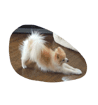愛犬ヨーイ＆ドンU^ェ^U（個別スタンプ：4）