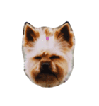 愛犬ヨーイ＆ドンU^ェ^U（個別スタンプ：6）