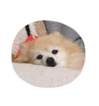 愛犬ヨーイ＆ドンU^ェ^U（個別スタンプ：7）