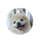 愛犬ヨーイ＆ドンU^ェ^U（個別スタンプ：8）