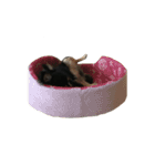 chibi 2017（個別スタンプ：1）