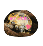 リクガメのカスピ（個別スタンプ：7）