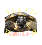 リクガメのカスピ（個別スタンプ：8）