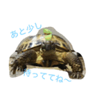 リクガメのカスピ（個別スタンプ：9）