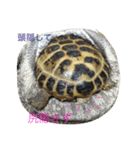 リクガメのカスピ（個別スタンプ：12）