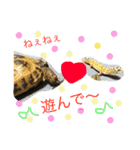 リクガメのカスピ（個別スタンプ：15）