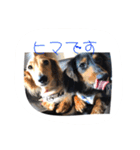 ダックス兄弟 ちゃんまるパート2（個別スタンプ：9）
