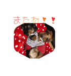 ダックス兄弟 ちゃんまるパート2（個別スタンプ：13）