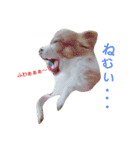 チワワのぷりん（個別スタンプ：2）
