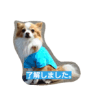 チワワのぷりん（個別スタンプ：11）