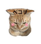 Nyans family（個別スタンプ：2）