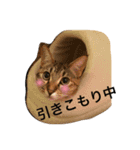 Nyans family（個別スタンプ：6）