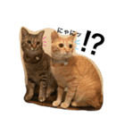 Nyans family（個別スタンプ：12）
