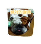 kikujiro（個別スタンプ：5）