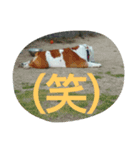 kikujiro（個別スタンプ：7）