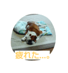 kikujiro（個別スタンプ：8）
