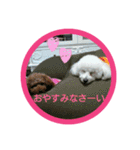 ゆきしろ（個別スタンプ：1）