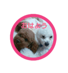 ゆきしろ（個別スタンプ：2）