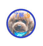 ゆきしろ（個別スタンプ：3）