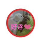 ゆきしろ（個別スタンプ：5）