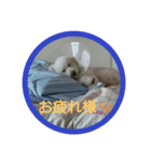 ゆきしろ（個別スタンプ：8）