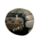 銀太郎と虎雄と（個別スタンプ：16）