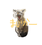 あんちょびおりーぶ（個別スタンプ：8）