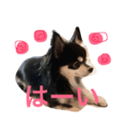 可愛い犬写真スタンプ（個別スタンプ：3）
