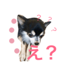 可愛い犬写真スタンプ（個別スタンプ：6）