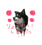 可愛い犬写真スタンプ（個別スタンプ：7）