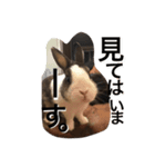 うさぎのランドさん 待望の第3弾！！ #rabbit（個別スタンプ：1）