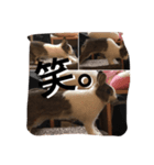 うさぎのランドさん 待望の第3弾！！ #rabbit（個別スタンプ：2）