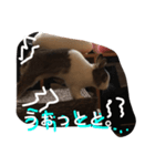 うさぎのランドさん 待望の第3弾！！ #rabbit（個別スタンプ：7）