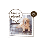 Kagi cheeky golden（個別スタンプ：7）