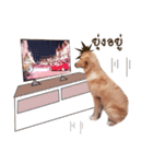 Kagi cheeky golden（個別スタンプ：8）