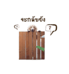 Kagi cheeky golden（個別スタンプ：10）