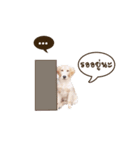 Kagi cheeky golden（個別スタンプ：15）