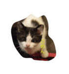 こねこねこねこねこねこ（個別スタンプ：2）