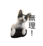 こねこねこねこねこねこ（個別スタンプ：3）