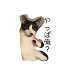 こねこねこねこねこねこ（個別スタンプ：4）