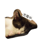 こねこねこねこねこねこ（個別スタンプ：5）