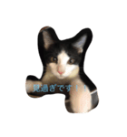 こねこねこねこねこねこ（個別スタンプ：6）