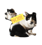 こねこねこねこねこねこ（個別スタンプ：7）
