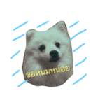 Fat PP V.1（個別スタンプ：1）