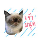 Fat PP V.1（個別スタンプ：11）