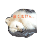 ロックの毎日（個別スタンプ：6）