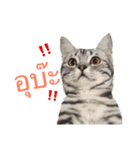 Maew Nxy Khawpun ＆ Friends（個別スタンプ：2）